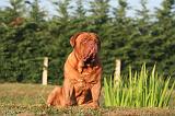 DOGUE DE BORDEAUX 371